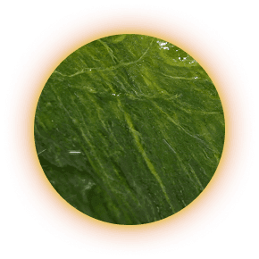 Spiral algae