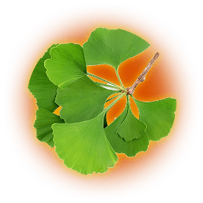 Ginkgo Biloba leaves
