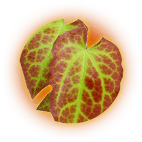 Epimedium leaf