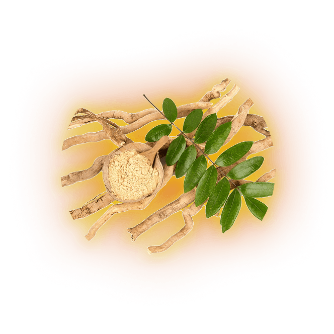 Tongkat Ali root